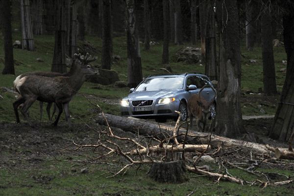 Volvo développe une technologie d'évitement des collisions avec le grand gibier